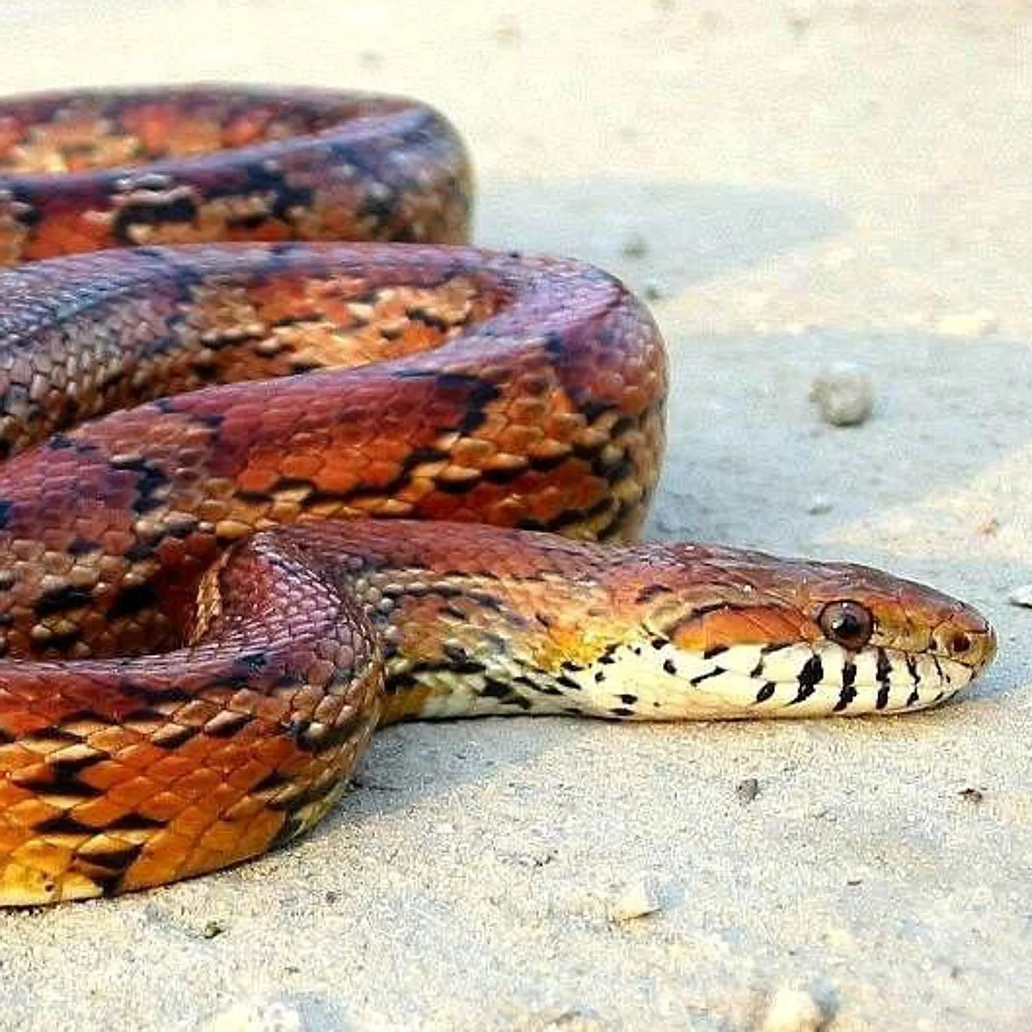Deadly Snake replica that was found inside Baby Diego Costa's Cot.