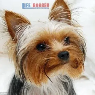 Why Jose Mourinho's Dog (Leya) was arrested.