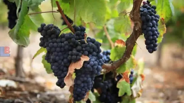Andres Iniesta Wine fruits.