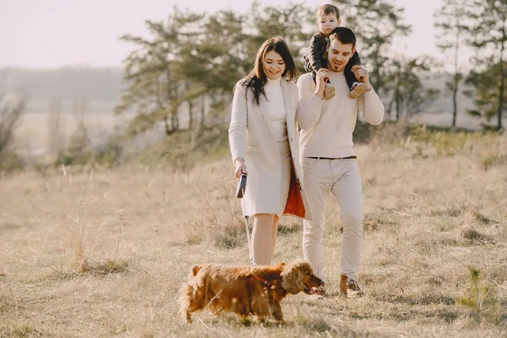 Illustrative stock photo: family dog outdoors