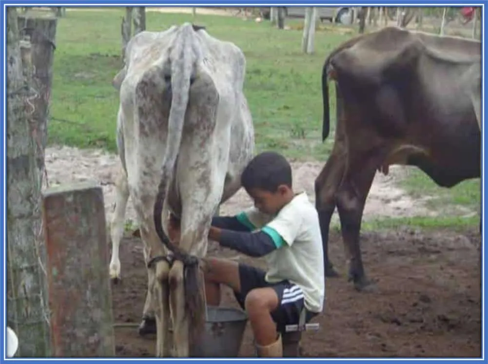 This is Little Savinho, extracting milk from a cow. A true sign of humble beginnings.