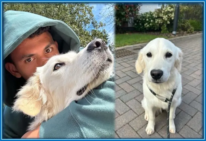 The Midfielder's Dog, Nala, keeps him company. Source: Instagram, matheusnunes73